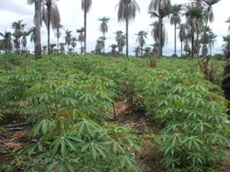Cassava farm interspersed with palm-trees.